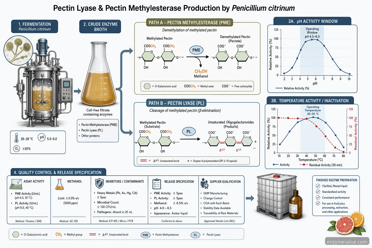 pectin lyase and pectin methylesterase production by Penicillium citrinum mechanism, pectin reactions, pH and temperature